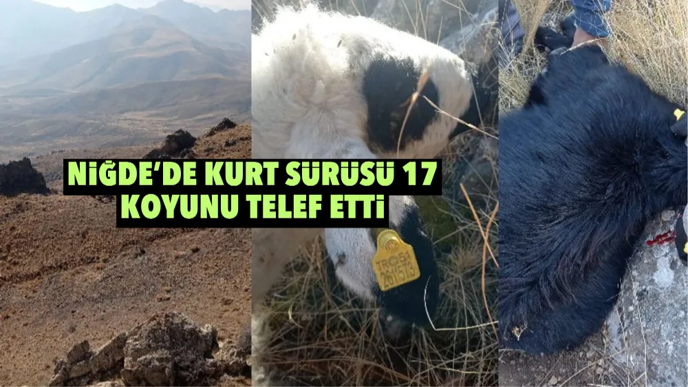 Niğde’de kurt sürüsü 17 koyunu telef etti