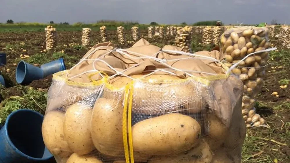 NİĞDELİ PATATES ÜRETİCİLERİNE SEVİNDİRİCİ HABER!