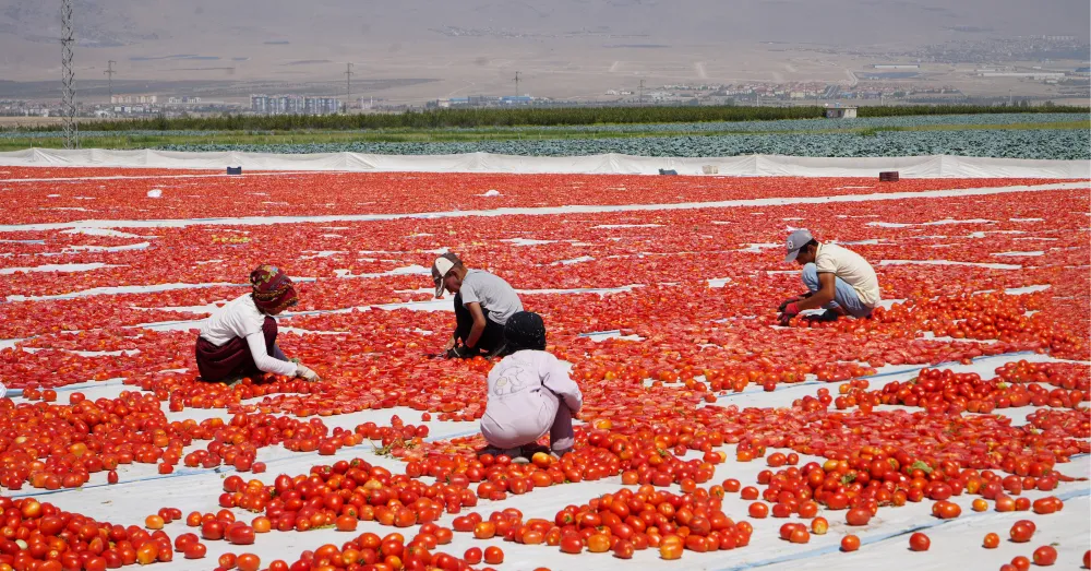 NİĞDE’DE GÜNEŞTE KURUYAN DOMATESLER DÜNYA SOFRALARINDA