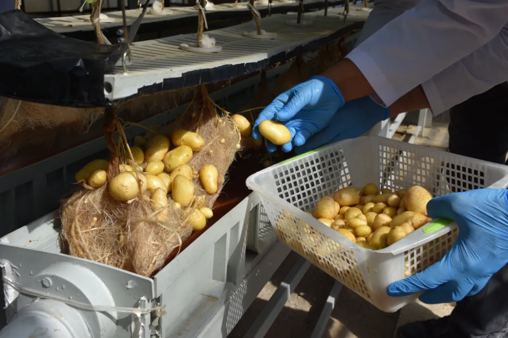 YERLİ VE MİLLİ PATATESLER TOPRAKSIZ SİSTEMLERLE 12 AY BOYUNCA ÜRETİLİYOR