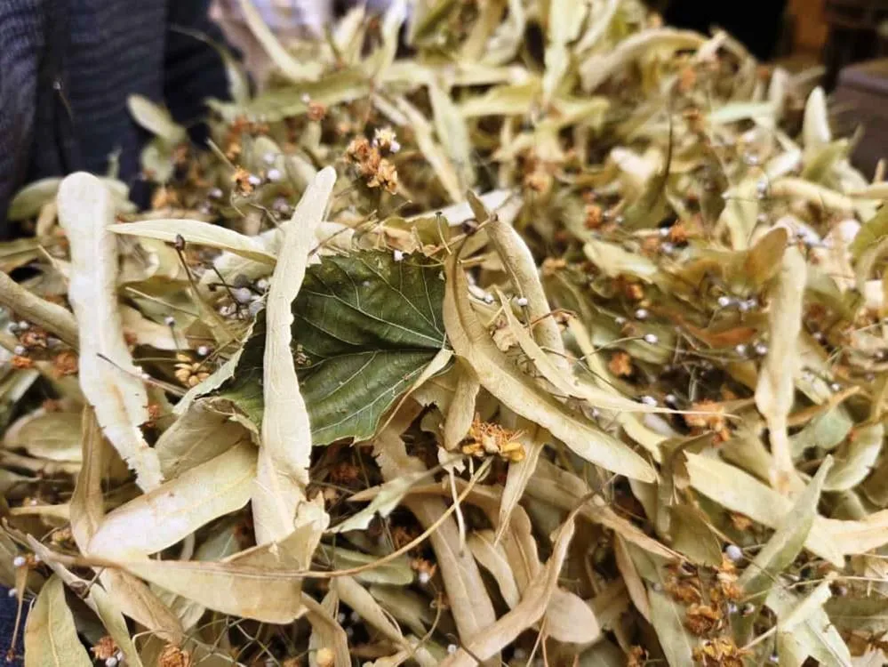 ŞİFA DEPOSU IHLAMURA İLGİ ARTTI