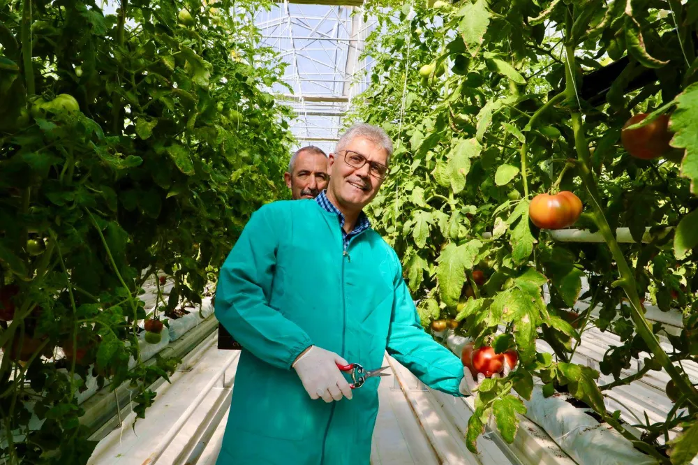 VALİ ÇELİK’TEN NARLIGÖL’DE JEOTERMAL SERADA DOMATES HASADI