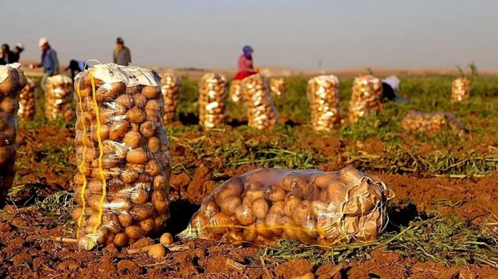 NİĞDE’DE PATATES FİYATLARI ÇİFTÇİNİN YÜZÜNÜ GÜLDÜRMEDİ
