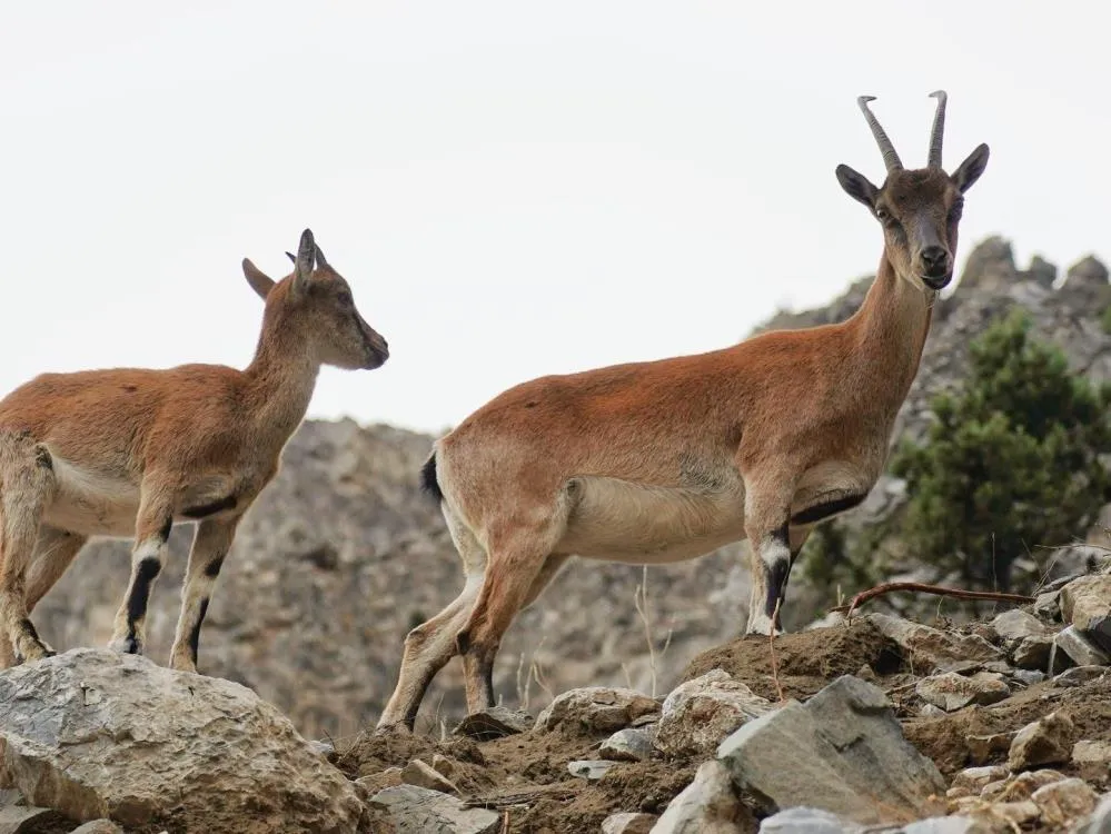 YABAN KEÇİLERİ GÖRÜNTÜLENDİ