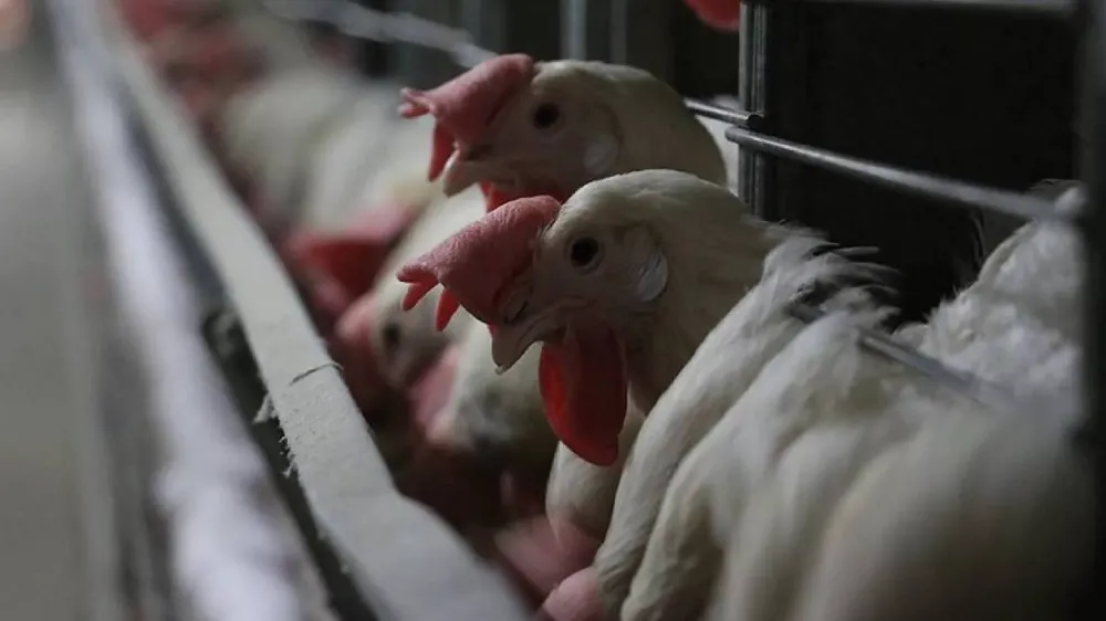 TÜİK AÇIKLADI: TAVUK ETİ ARTARKEN YUMURTA ÜRETİMİ DÜŞÜŞTE