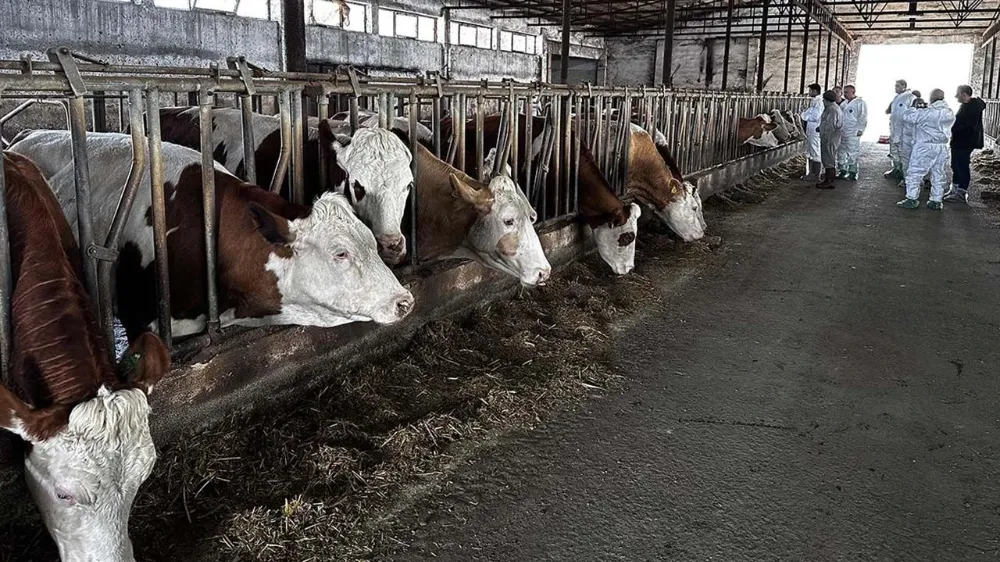 SÜT 15 LİRADAN ALINIRKEN 250 BİN LİRAYA DÜVE ALINIR MI?