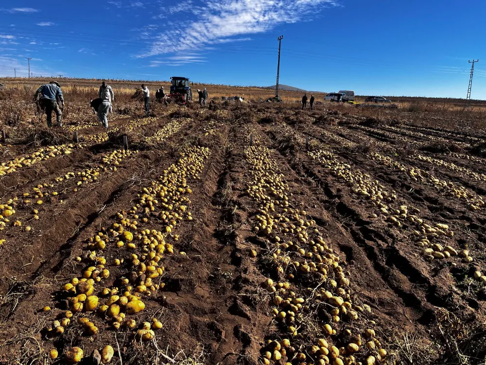PATATESİN YENİ DENEMELERLE ÜRETİM VERİMİ ARTTIRILIYOR