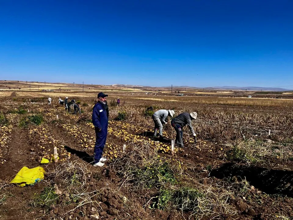 PATATESTE HASAT DÖNEMİ TAMAMLANDI