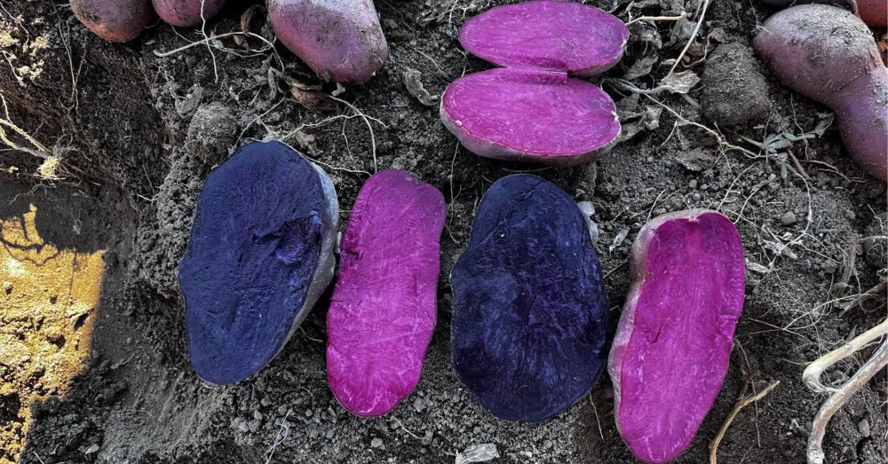 MOR VE KIRMIZI PATATES HASAT EDİLDİ