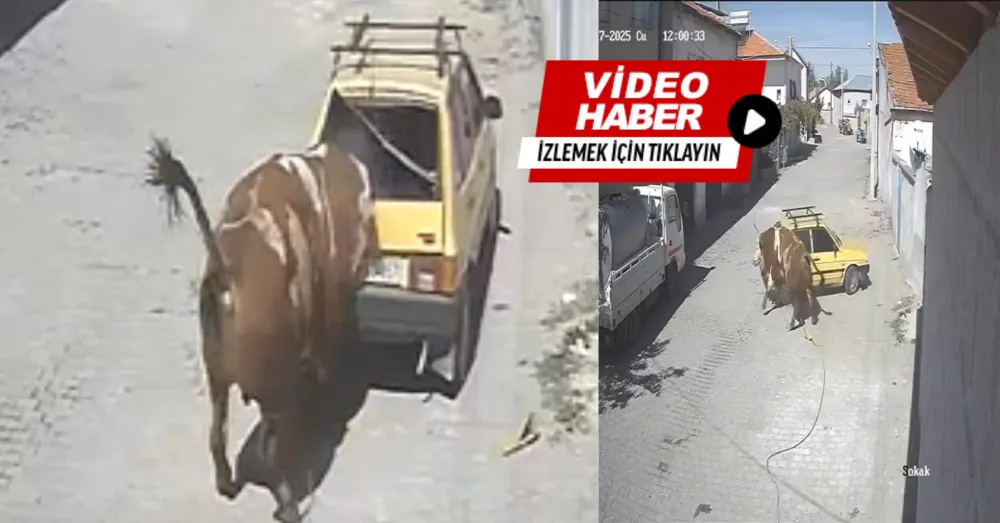 AHIRDAN KAÇAN KIZGIN BOĞA, HIRSINI OTOMOBİLDEN ÇIKARTTI