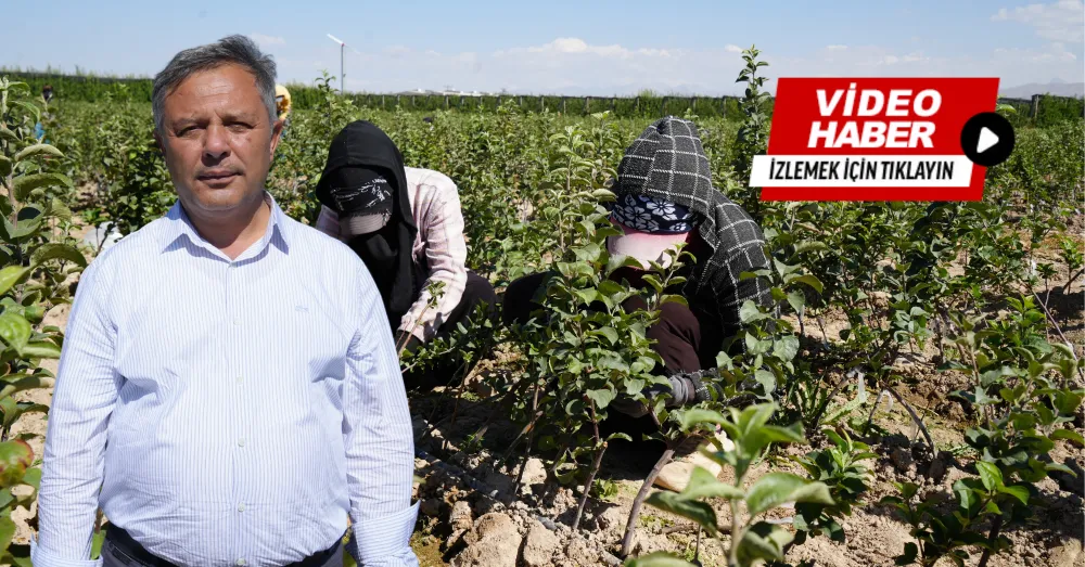 NİĞDE, ELMA FİDANI ÜRETİMİNDE TÜRKİYE’NİN ÖNCÜLERİ ARASINDA