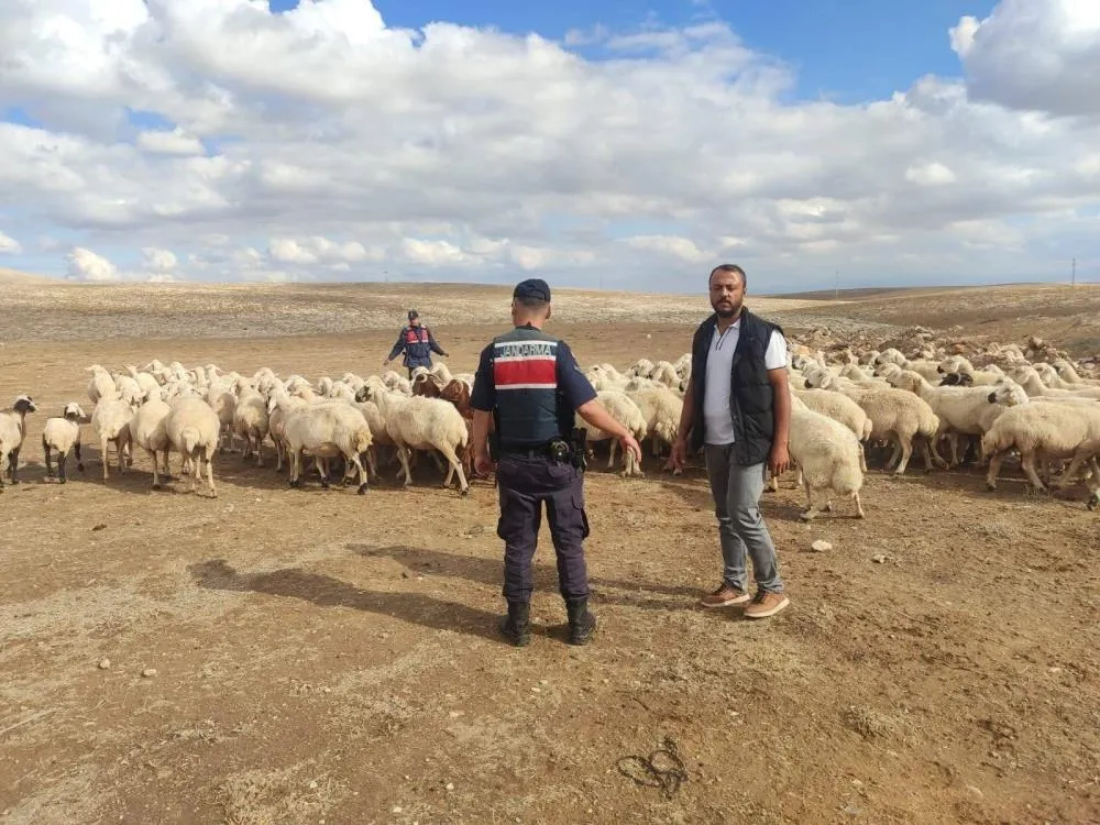 KAYIP KÜÇÜKBAŞ HAYVANLARI JANDARMA BULDU