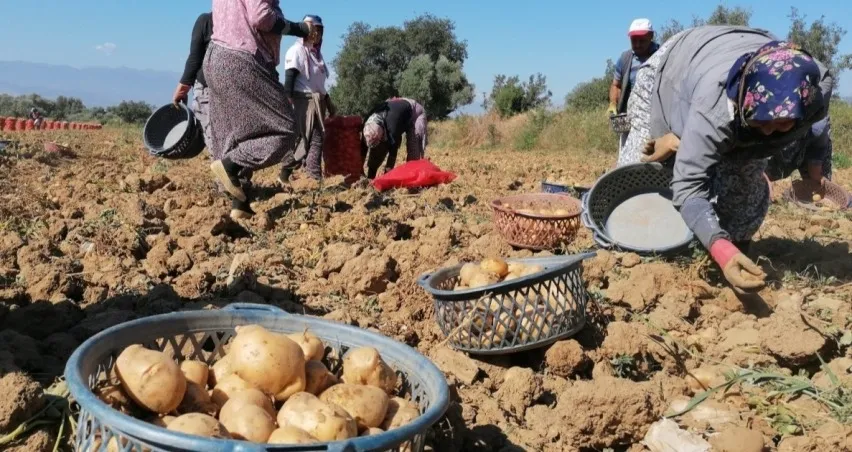 NİĞDE’DE PATATES BEREKETİ FİYATA TAKILDI
