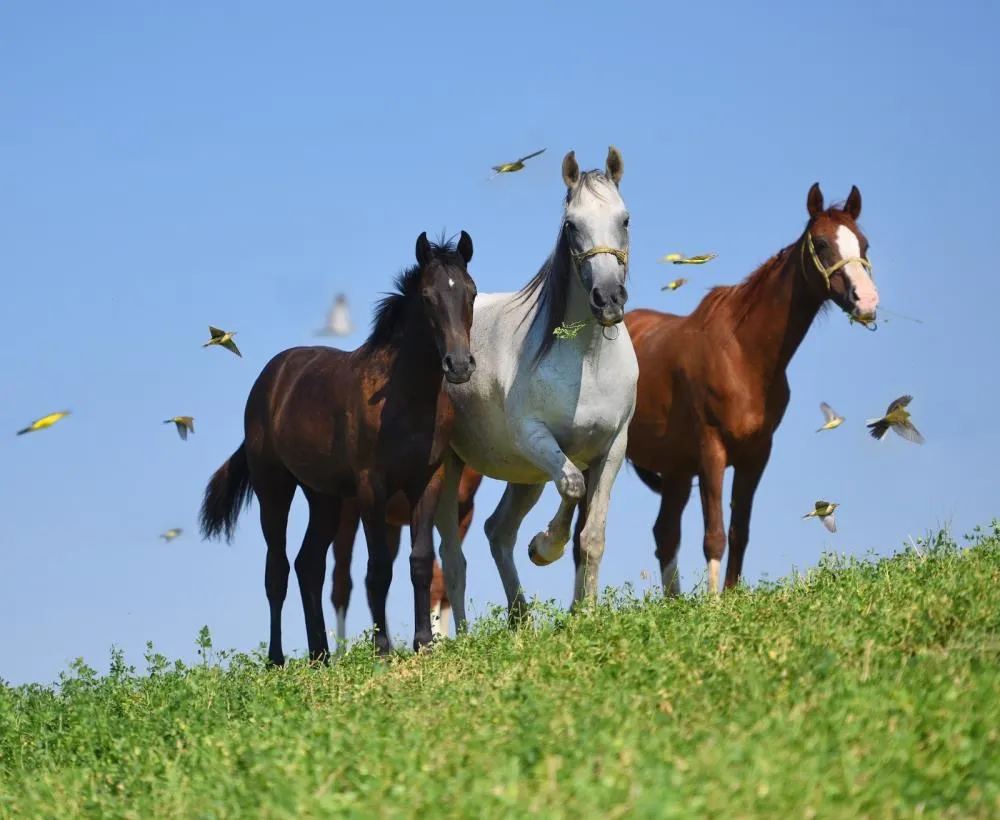MİLYONLUK TAYLAR GÖRÜCÜYE ÇIKMAYA HAZIRLANIYOR