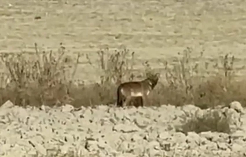 NİĞDE’DE BOZKURT GÖRÜNTÜLENDİ