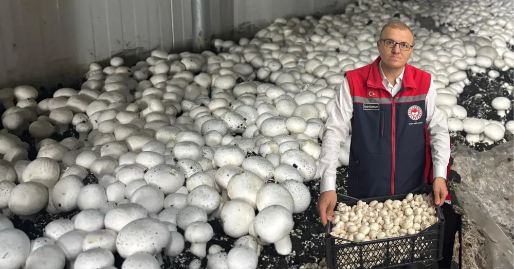 BOR’DA ATIL DEPO, MANTAR ÜRETİM ÜSSÜNE DÖNÜŞTÜ! 