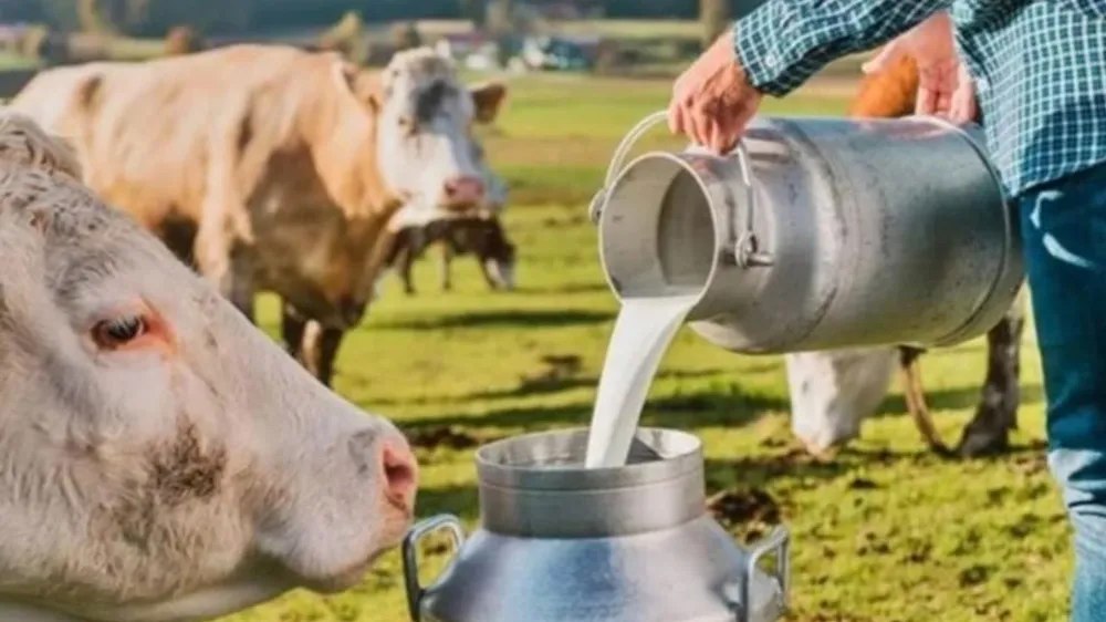NİĞDELİ ÜRETİCİLER: “SÜT FİYATLARI UYGULANMIYOR! ŞİKÂYET EDEN MİMLENİYOR!”