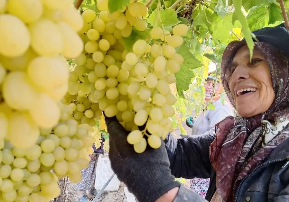 EKİM AYI BİTİYOR, ÜZÜM BİTMİYOR