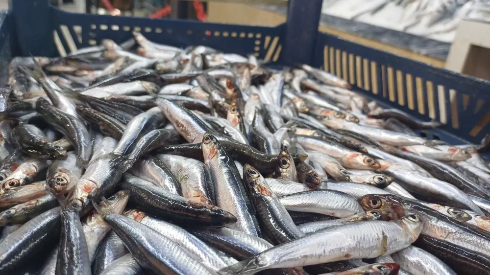 NİĞDE’DE HAMSİDE YÜZ GÜLDÜREN DÜŞÜŞ!