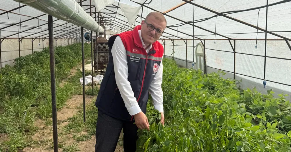 BOR’DA ÖRTÜALTI SEBZE ÜRETİMİNDE İNCELEME