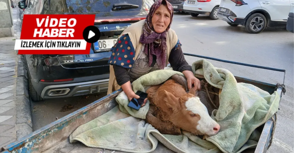 NİĞDE’DE YÜREK BURKAN BEKLEYİŞ: ŞERİFE TEYZE, HASTA BUZAĞISI İÇİN YARDIM BEKLİYOR