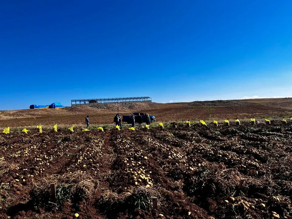NİĞDE PATATES ARAŞTIRMA ENSTİTÜSÜ SİVAS’TA HASAT YAPTI