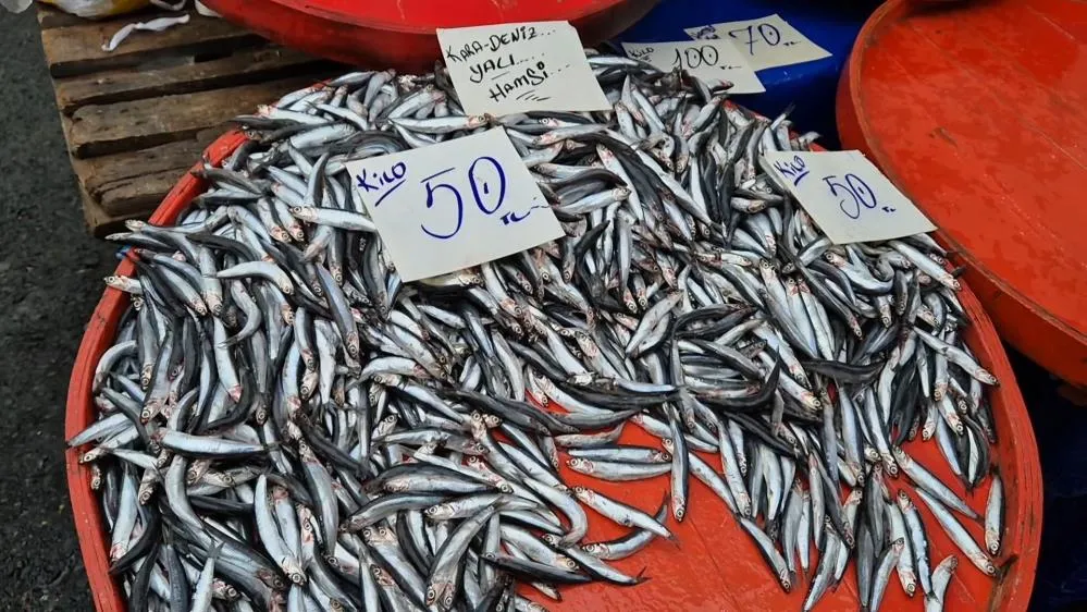 HAMSİNİN KİLOSU 50 LİRAYA KADAR DÜŞTÜ