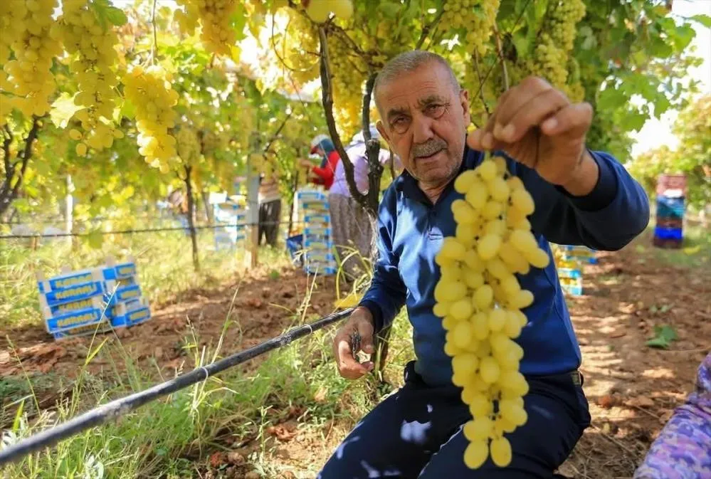 ÜZÜM FİYATLARINDAKİ DÜŞÜŞ ÜRETİCİLERİ TEDİRGİN ETTİ