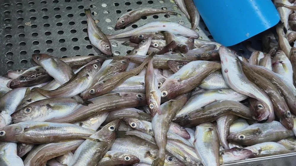 YAZ SICAKLARI PALAMUDU VURDU, YERİNİ HAMSİ ALDI