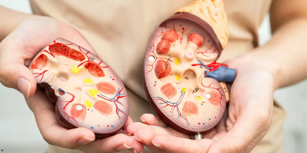 İDRAR YOLU ENFEKSİYONLARI ÇOCUKLARIN BÖBREK SAĞLIĞINI TEHDİT EDİYOR