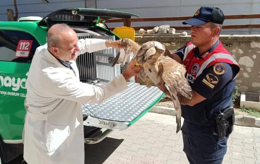 YARALI BULUNAN KIZIL ŞAHİN KORUMA ALTINA ALINDI