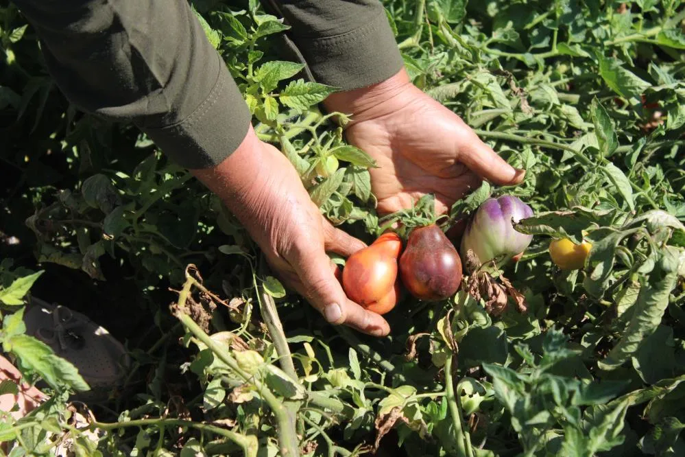BU BAHÇEDE 55 ÇEŞİT DOMATES, 22 ÇEŞİT BİBER ÜRETİLİYOR