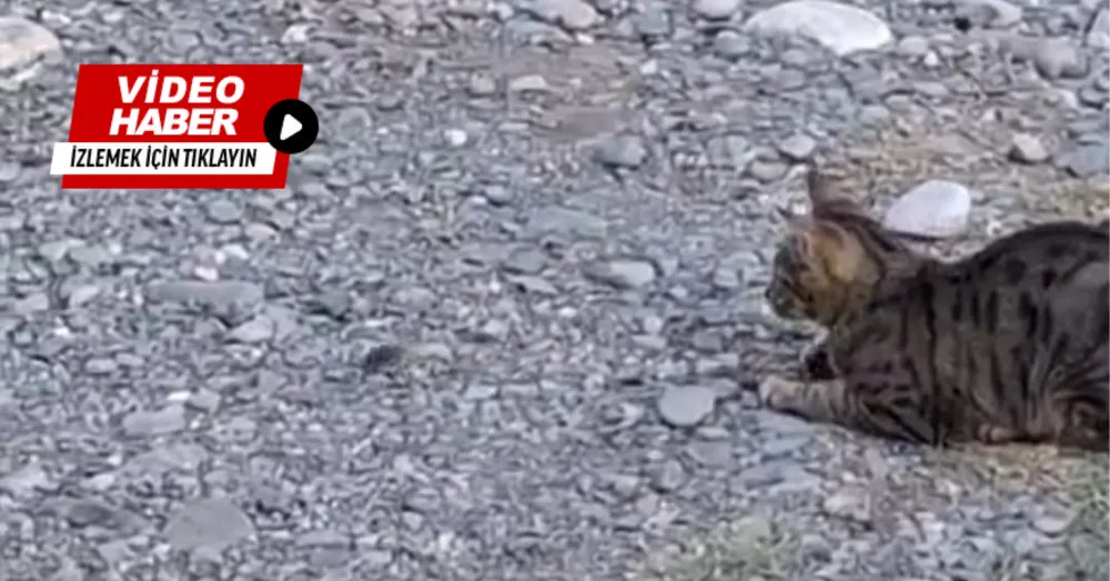 KEDİ FAREYLE TOP GİBİ OYNADI