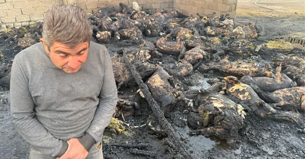 BOR’DA TELEF OLAN HAYVANLAR İÇİN İNCELEME