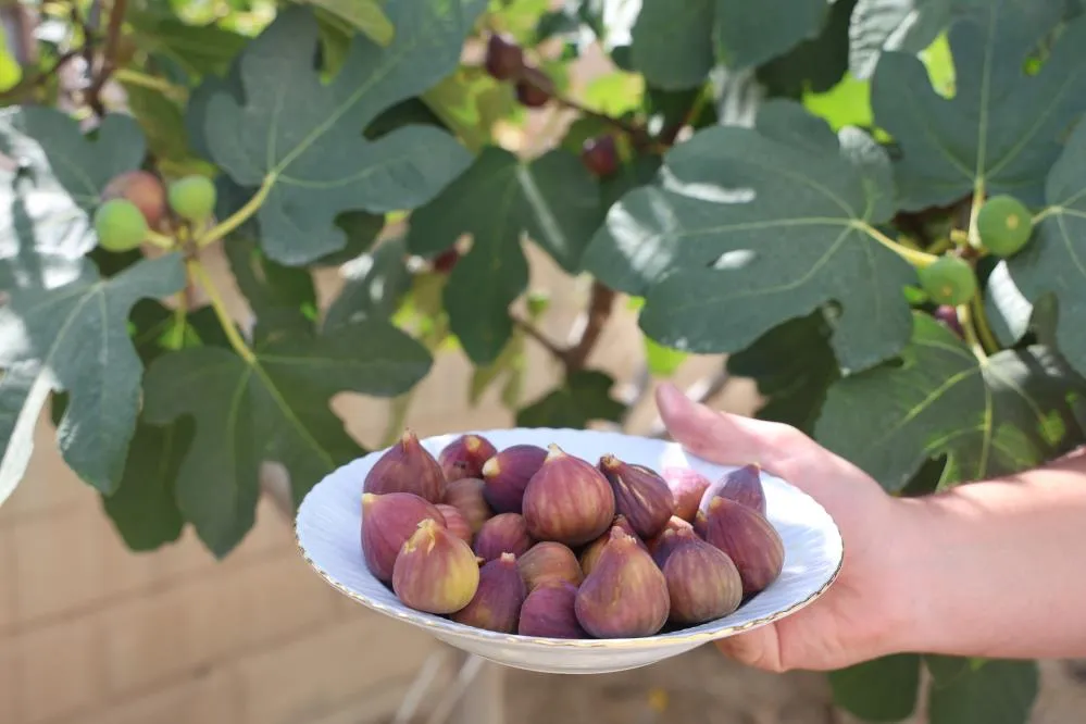 YETİŞMESİ ZOR BİLİNEN İNCİRİ APARTMAN BAHÇESİNDE YETİŞTİRDİ