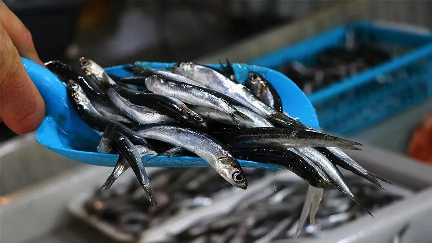 İŞTE NİĞDE’DEKİ BALIK FİYATLARI…