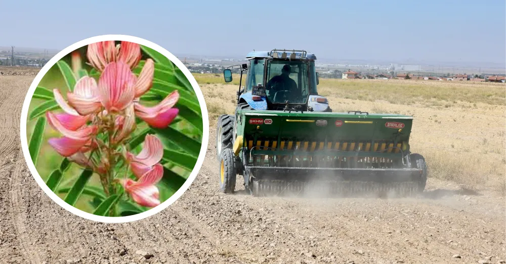 NÖHÜ, 100 DÖNÜM KORUNGA BİTKİSİ EKTİ