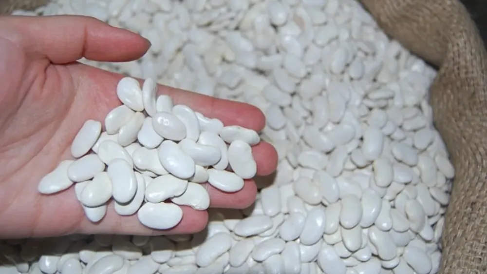 NİĞDE’DE TMO KURU FASULYE ALIMLARINA BAŞLADI