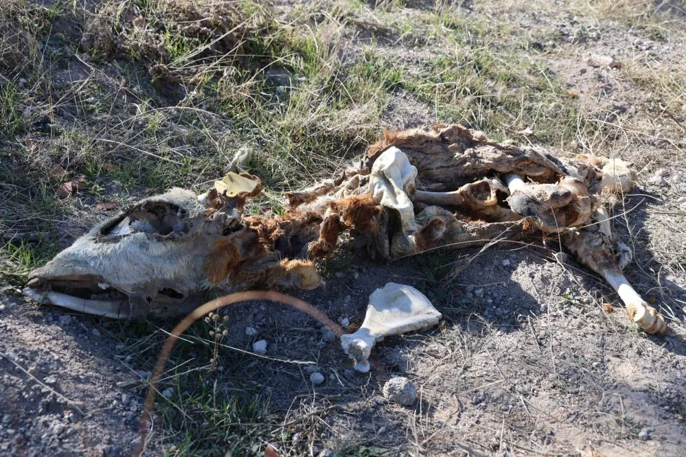 BOŞ ARAZİYE ATILMIŞ 8 BUZAĞI KADAVRASI BULUNDU