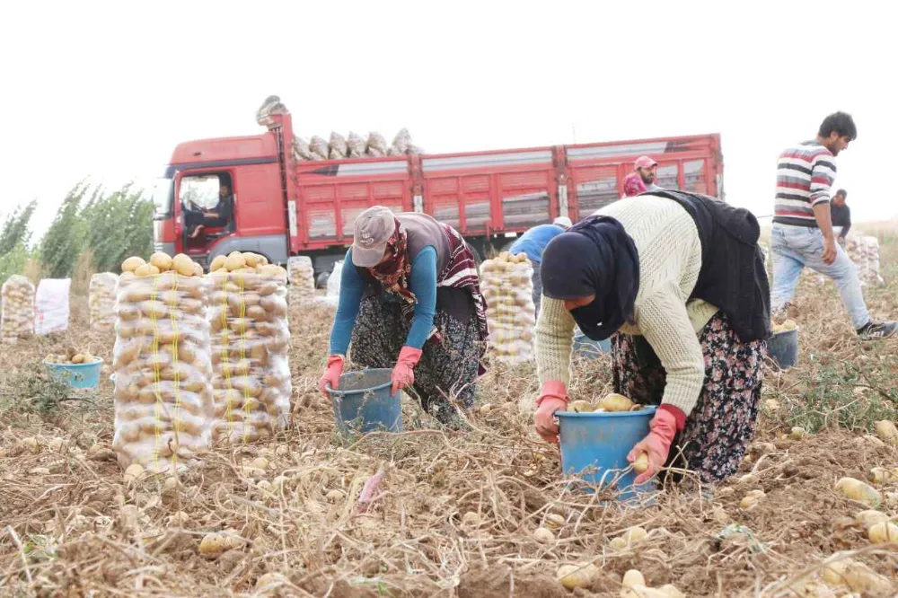 PATATESTE FİYAT UÇURUMU!  ÜRETİCİ İLE MARKET ARASINDAKİ FARK YÜZDE 382,9!