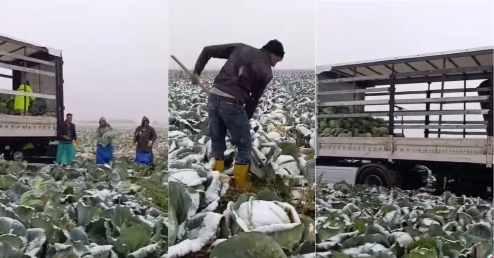 KAR ALTINDA ZORLU MESAİ: KAYNARCA’DA LAHANA HASADI DURMUYOR