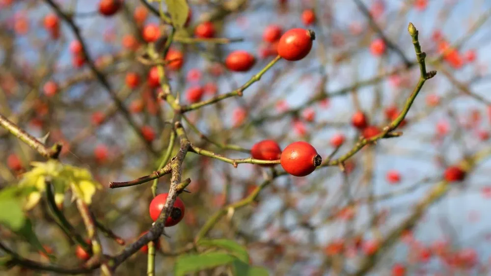 NİĞDE’NİN DOĞAL HAZİNESİ KUŞBURNU: OSMANLI’DAN GÜNÜMÜZE UZANAN MİRAS