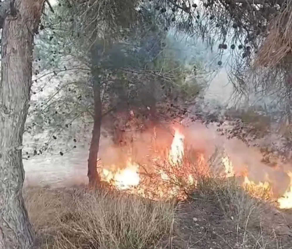 BİR ÇOCUĞUN ÇIKARDIĞI ÖNE SÜRÜLEN YANGINDA 100 ZEYTİN AĞACI YANDI