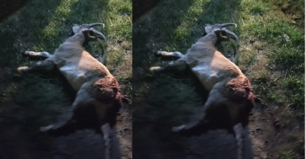 KAÇAK YABAN KEÇİSİ AVINA 1 MİLYON 880 BİN TL CEZA