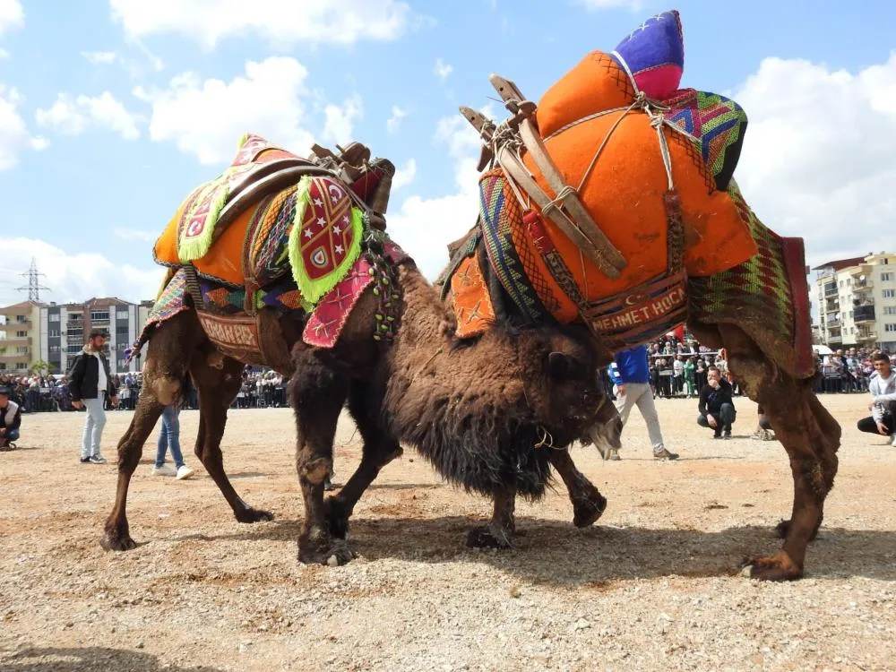 DEVE GÜREŞLERİNE ŞAP ENGELİ