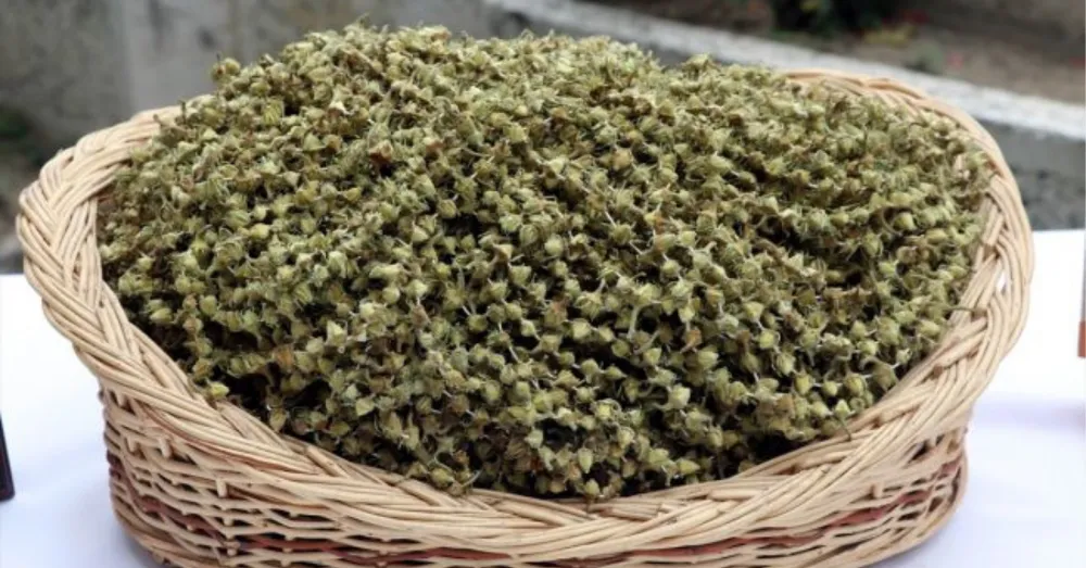 NİĞDE’DE BAMYANIN FİYATI GRAM ALTINLA YARIŞIYOR