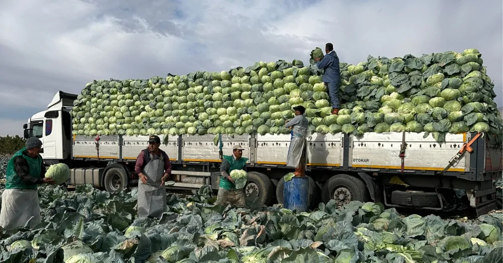 KAYNARCA’DA LAHANA BEREKETİ: ÜRETİCİNİN YÜZÜ GÜLÜYOR