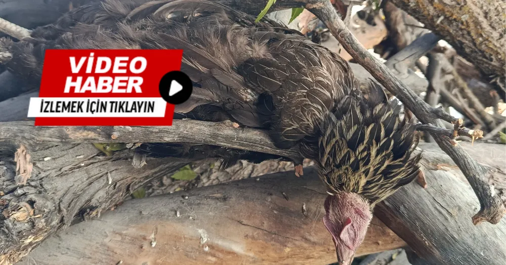 BOR SANAYİ SİTESİNE TİLKİ DADANDI: ESNAFIN TAVUĞUNU TELEF ETTİ