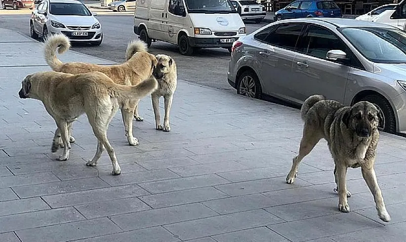 NİĞDE’DE SOKAK HAYVANLARI İÇİN ÇALIŞMALAR HIZLANDI