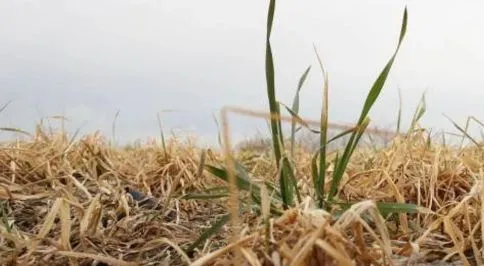 NİĞDE’DE BUĞDAYLARDA DA ZARAR VAR!